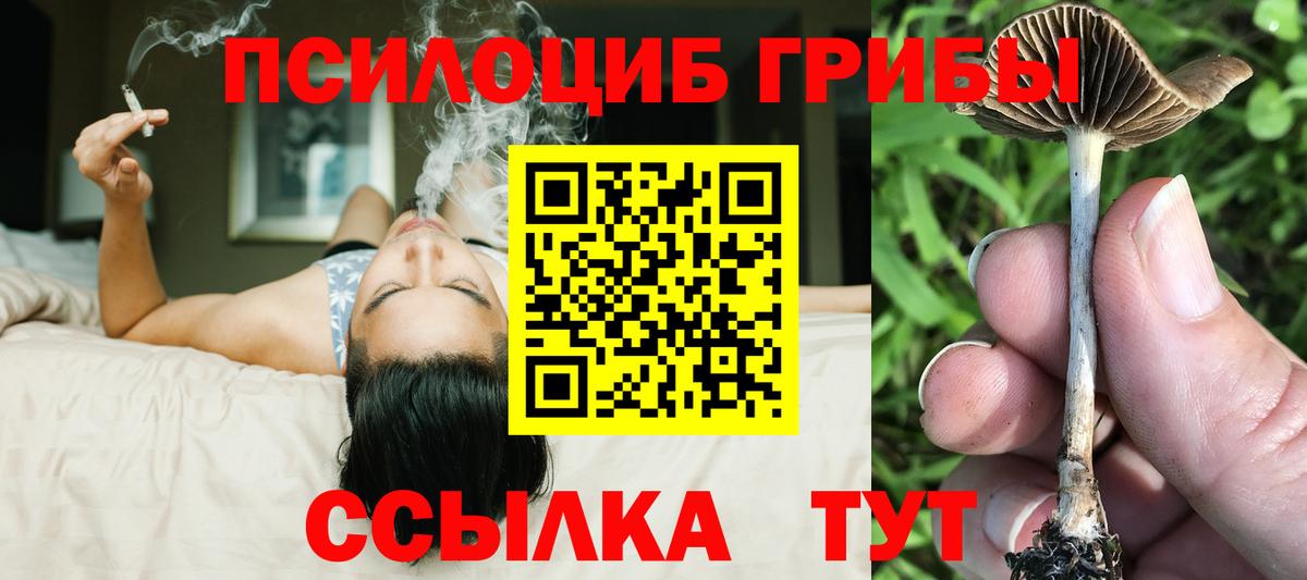 где купить   Вход с VPN  Михайловск  Псилоцибиновые грибы Psilocybine cubensis 